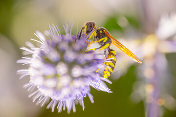 Close-up macro shot of a wasp feeding on a spiky purple flower, showing vivid yellow and black body details with delicate wings in sunlight.