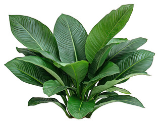 Lush green plant with broad, textured leaves