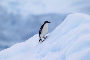 Adelie penguins on an ice burg in Antarctic peninsula.