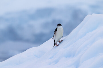 Adelie penguins on an ice burg in Antarctic peninsula.