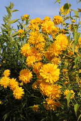 Rudbeckia laciniata blooms in the garden