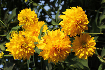 Rudbeckia laciniata blooms in the garden