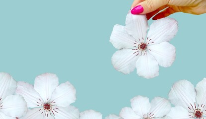 Flower ring in hands. White clematis flower.  Cut out. Monochrome background. Isolated image. Pink...