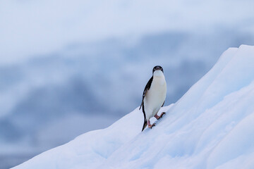 Adelie penguins on an ice burg in Antarctic peninsula.