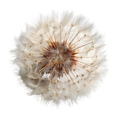 Dandelion seed head close-up, studio shot, black background, nature detail, botanical illustration