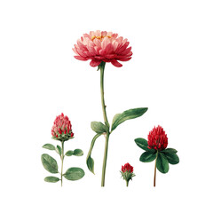 Pink clover blossoms in various stages
