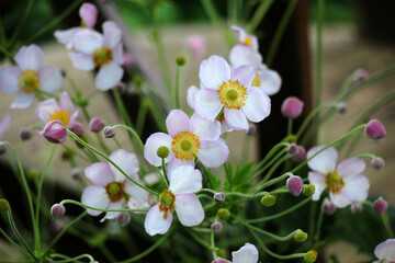 Hybrid anemone blooms in the garden