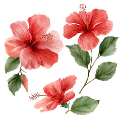 Delicate hibiscus blossoms in soft pinks and greens.  A circular arrangement of four hibiscus flowers with detailed petals,  buds, and leaves.  Watercolor-like style