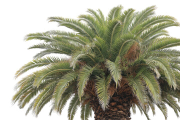 Close-up of a lush palm tree crown