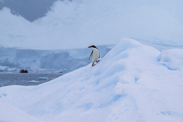 Adelie penguins on an ice burg in Antarctic peninsula.