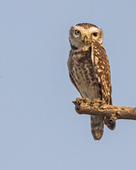 Spotted Owl