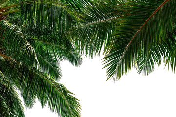 Close-up of vibrant green palm fronds against a black background