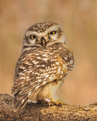 Spotted Owl