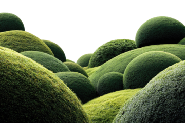 Lush green sculpted hills of topiary