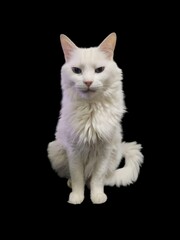 White Cat