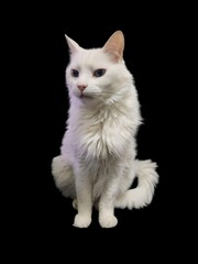 Long-Haired White Cat