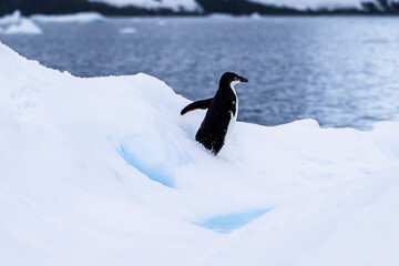 Adelie penguins on an ice burg in Antarctic peninsula.