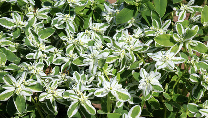 Bordered spurge growing in the garden (Euphorbia marginata)