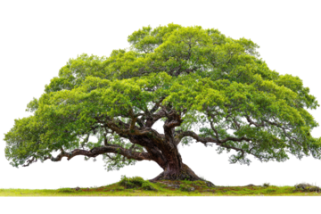 Lush, ancient tree with broad canopy