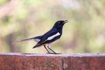 Black and white bird perched on a wall.