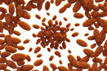 Microscopic orange organisms on black
