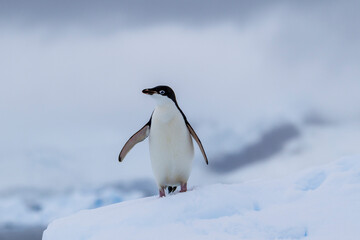 Adelie penguins on an ice burg in Antarctic peninsula.