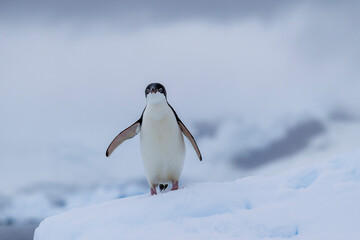 Obraz premium Adelie penguins on an ice burg in Antarctic peninsula.