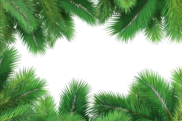 Green fir branches frame a black space