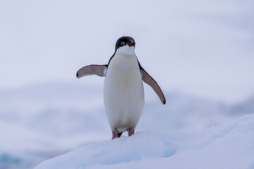 Obraz premium Adelie penguins on an ice burg in Antarctic peninsula.