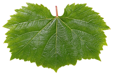 Close-up of a vibrant green grape leaf (2)