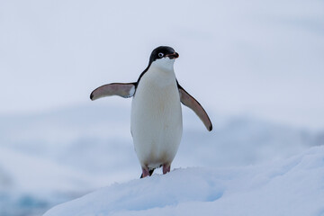 Obraz premium Adelie penguins on an ice burg in Antarctic peninsula.