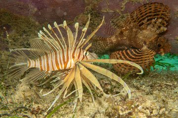 A red lionfish with a dwarf lionfish, or shortspine scorpionfish in the background in Puerto Galera, the Philippines