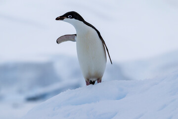 Fototapeta premium Adelie penguins on an ice burg in Antarctic peninsula.