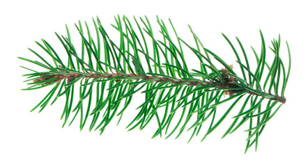 A detailed spruce branch with sharp needles, isolated on a transparent PNG, ideal for Christmas...