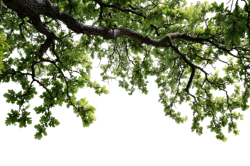 Lush green branches arching downwards, close-up view