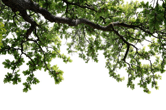 Lush green branches arching downwards, close-up view