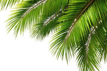 Fototapeta premium Close-up of vibrant green palm fronds
