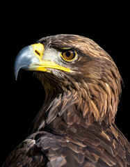 Obraz premium Golden Eagle Profile with Dark Background.