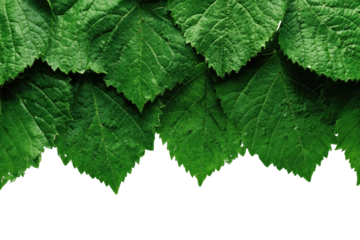 Lush green leaves layered, cascading down