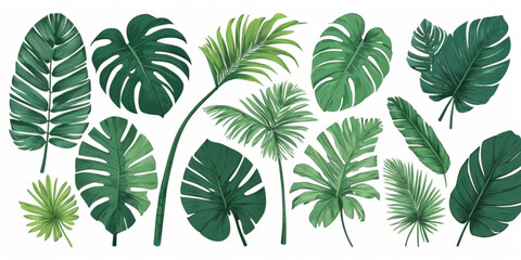 Tropical palm leaves.Set of green handdrawn silhouettes isolated on white background.Perfect for cards, web, backgrounds and natural product.Raster version.Clipart