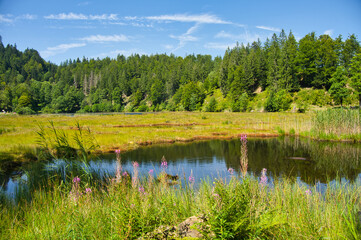 Nonnenmattweiher im Schwarzwald