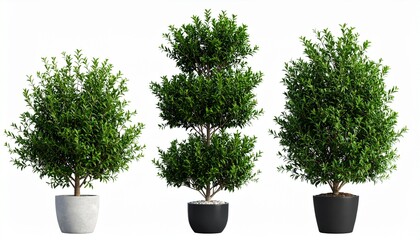 green plant in a pot