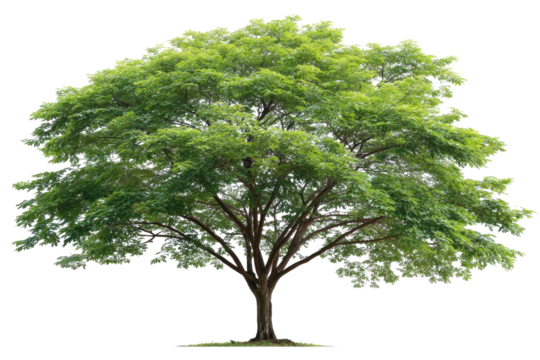 Lush green tree against a black background.  Full canopy of leaves, broad branches, and a thick trunk.  Natural light, clear image