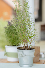 Rosemary and Lavender in Decorated PotsRosemary and Lavender in Decorated Pots
