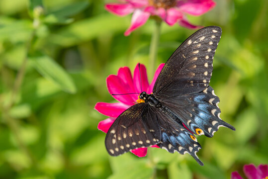 Black pipevine swallowtail butterfly feeding from pink zinnia in flower garden