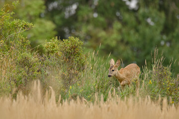 Young female roe deer.