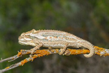 A stunning Robertson Dwarf Chameleon (Bradypodion gutturale), also known as a Little Karoo dwarf chameleon, climbing in the fynbos in the Western Cape, South Africa