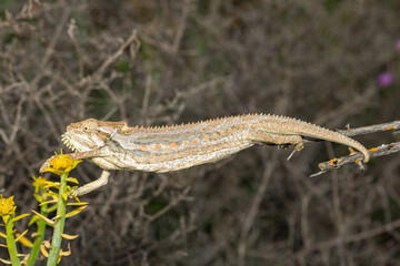 A stunning Robertson Dwarf Chameleon (Bradypodion gutturale), also known as a Little Karoo dwarf...