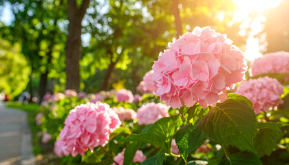 Pink Hydrangeas in Sunny Park.