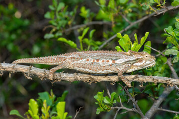 A stunning Robertson Dwarf Chameleon (Bradypodion gutturale), also known as a Little Karoo dwarf chameleon, climbing in the fynbos in the Western Cape, South Africa